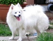 ATHENA Biele zlato